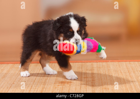 Australian Shepherd, puppy, black-tri / toy Stock Photo
