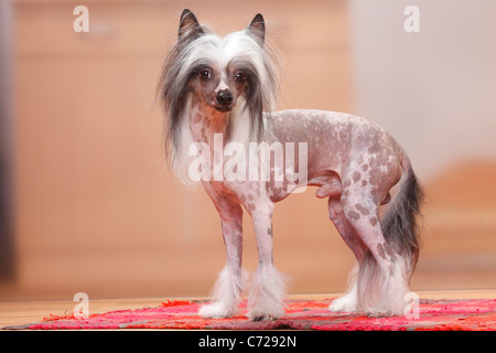 Chinese Crested Dog, hairless / side Stock Photo