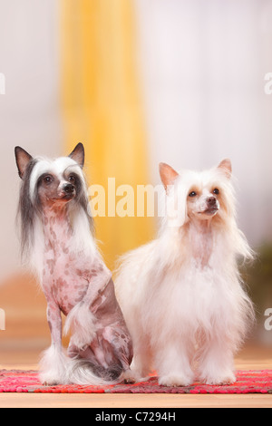 Chinese Crested Dogs, pair, hairless and powderpuff / powder puff Stock Photo