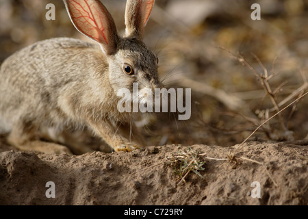 Black naped Jungle Hare Stock Photo