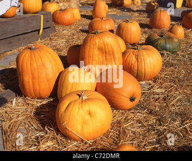 Halloween pumpkins by roadside, Massachusetts, United States of America
