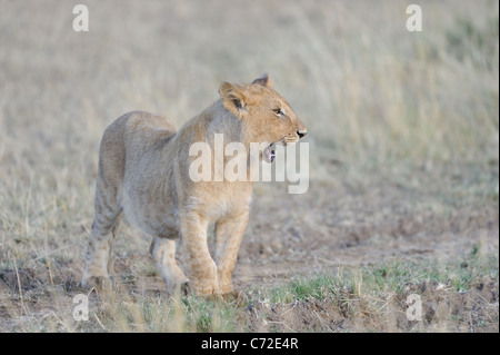 East African lion - Massai lion (Panthera leo nubica) big cub standing in the grass & yawning at Maasai Mara Stock Photo