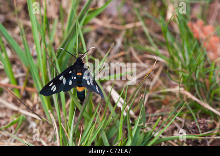 Nine-spotted moth (Amata phegea) Stock Photo