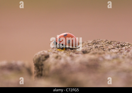 A ladybird or ladybug on a wooden fence post Stock Photo