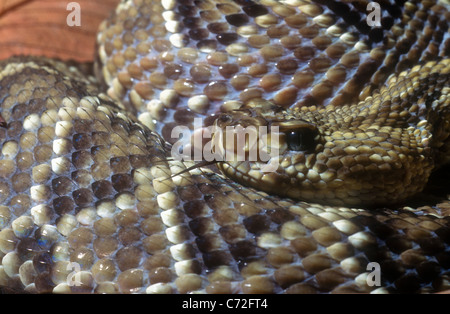 Tropical rattlesnake, Crotalus terrificus collilineatus, Brazil Stock ...