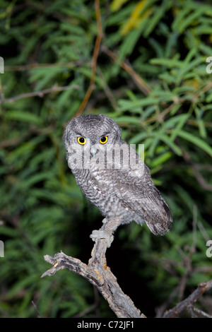 Western Screech-Owl Megascops kennikottii Tucson, Pima County, ARIZONA, United States 31 May Immature Strigidae Stock Photo