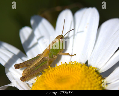 Meadow Grasshopper Chorthippus parallelus Normandy France Stock Photo