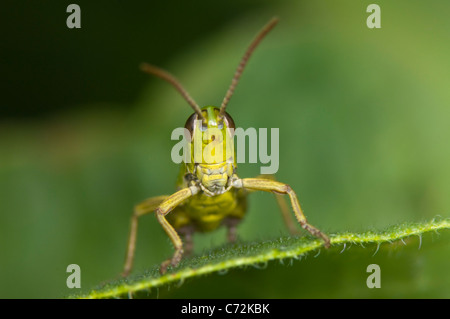 Common Green Grasshopper (Omocestus viridulus), France Stock Photo