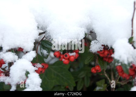 Red Berries in the Snow Stock Photo