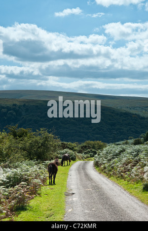 Wild horses walking down the lane in Dartmoor on a bright summers day. Stock Photo