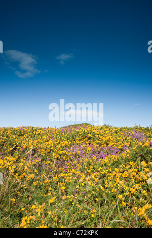 A vertical shot of gorse and heather in flower on a moor with blue sky background Stock Photo