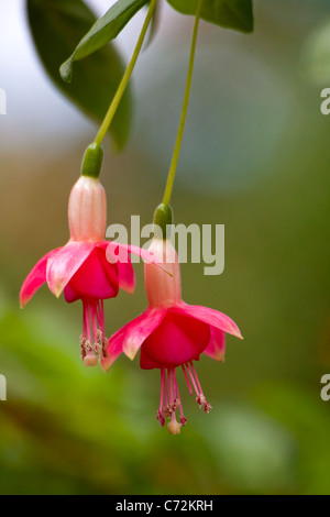 Two fuchsia flowers in a garden Stock Photo