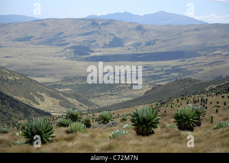 Mountain landscape, Aberdare National Park, Kenya Stock Photo