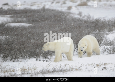 Two polar bears. Two polar bears go on snow-covered tundra one after another.It is snowing. Stock Photo