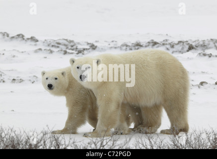 Couple. Polar bears have become interested. Snow-covered tundra. It is snowing. Stock Photo