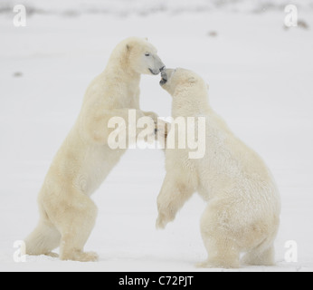 Fight of polar bears. Two polar bears fight. Tundra with undersized vegetation. Snow. Stock Photo