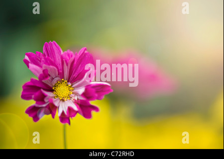 A single cosmos flower with sun flare - Lens flare Stock Photo