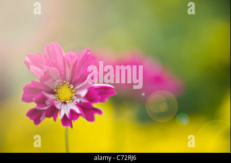 A single cosmos flower with sun flare - Lens flare Stock Photo