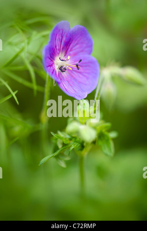Close-up image of a single purple Geranium flower commonly known as  Cranesbill or Hardy Geranium Stock Photo