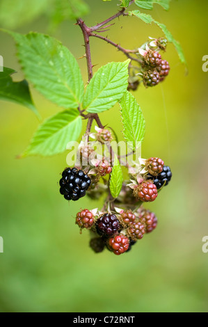 Bramble new fruit - Rubus fruiticosus Stock Photo