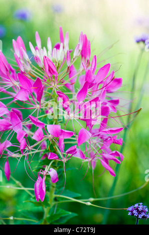 Close-up image of the beautiful summer flowering Cleome hassleriana 'Violet Queen' pink flower Stock Photo