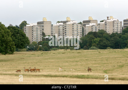 Deer grazing in a field in Richmond Park with apartment buildings in the background