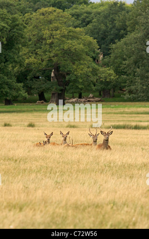 A herd of deer lie in a grass field in Richmond Park, London Stock Photo