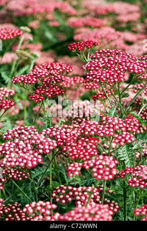 Close-up image of the vibrant summer flowering red Achillea Millefolium 'Peggy Sue' Flowers also known as Yarrow. Stock Photo