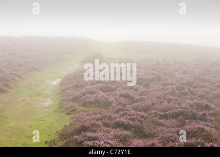 The Offas Dyke long distance footpath on the Clwydian hills in North Wales in misty conditions. Stock Photo