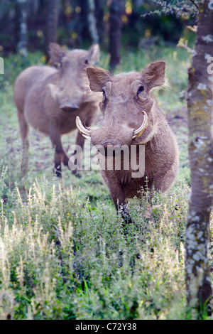 A pair of warthogs in a bush, central Kenya. Stock Photo