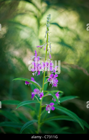 Close-up image of ‘rose-bay willow herb (Epilobium angustifolium)’,purple flowers. Stock Photo