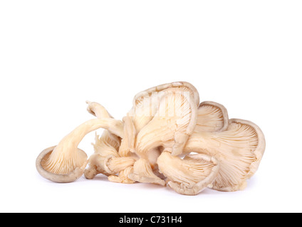 Oyster mushrooms isolated on white background Stock Photo