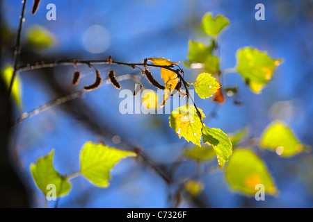 Sunlight in autumn birch leaves. Small branch with catkins and leaves over blurred background Stock Photo