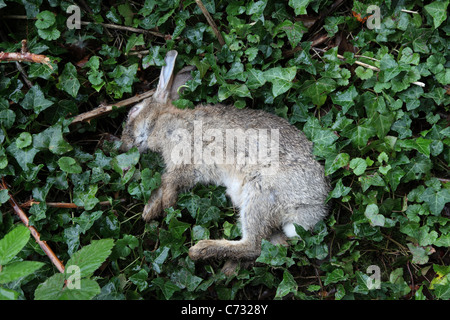 Dead Wild Rabbit Stock Photo - Alamy
