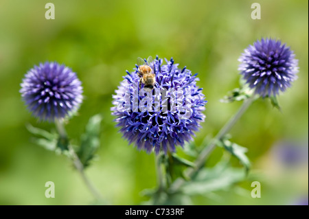Echinops Ritro Veitch's Blue - small globe thistle flower head with a small honey bee collecting pollen. Stock Photo