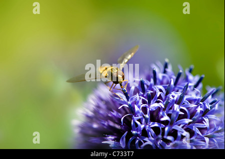 Echinops Ritro Veitch's Blue - small globe thistle with a hover fly collecting pollen Stock Photo