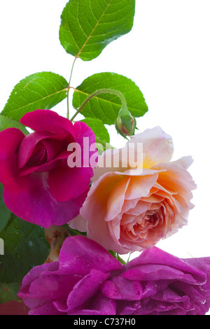 Bouquet of English roses:  Abraham Darby and Dark Lady isolated on a white backgound Stock Photo