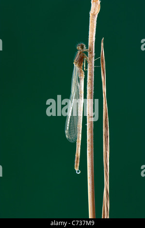 Migrant Spreadwing, Southern Emerald Damselfly (Lestes barbarus). Newly hatched individual on a grass stalk. Stock Photo