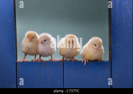 newly hatched Dayold Chicks in blue shed Stock Photo