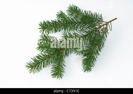 Douglas Fir (Pseudotsuga menziesii, Pseudotsuga douglasii), twig. Stock Photo