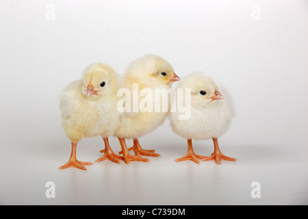 three newly hatched Dayold Chicks on white background Stock Photo