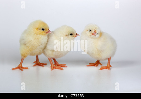 three newly hatched Dayold Chicks on white background Stock Photo