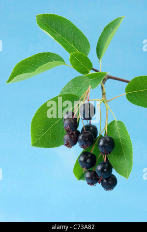 Thicket Shadbush, Low Juneberry (Amelanchier spicata), twig with berries. Studio picture against a blue background. Stock Photo