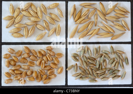 Various cereals: Barley (Hordeum distichon), Oats (Avena sativa), Wheat (Triticum aestivum) and Rye (Secale cereale). Stock Photo