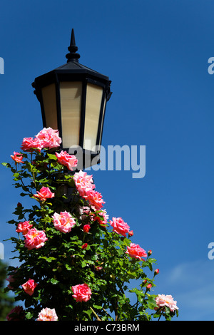 Pink roses climb a light pole, International Rose Test Garden, Washington Park, Portland, Multnomah County, Oregon, USA Stock Photo