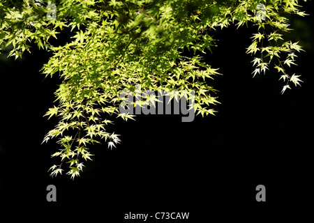 Branches and leaves of Japanese maple glow against dark background, Portland Japanese Garden, Portland, Oregon, USA Stock Photo