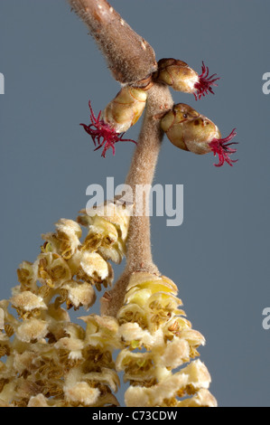 Common Hazel, Cobnut (Corylus avellana), close-up of female flowers on a twig. Stock Photo