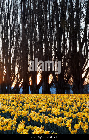 Poplar row and field of yellow daffodils at sunrise, Skagit Valley, Mount Vernon, Skagit County, Washington, USA Stock Photo