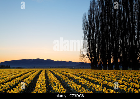 Poplar row and field of yellow daffodils at sunrise, Skagit Valley, Mount Vernon, Skagit County, Washington, USA Stock Photo