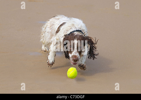 English Springer Spaniel chasing a ball on sandy beach Stock Photo